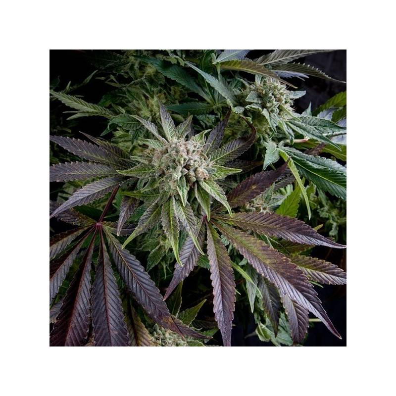 Blue Pyramid Feminizada de Pyramid Seeds Blue Pyramid Feminizada de Pyramid Seeds