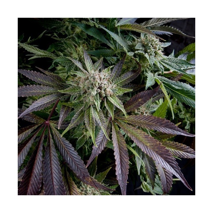 Blue Pyramid Feminizada de Pyramid Seeds