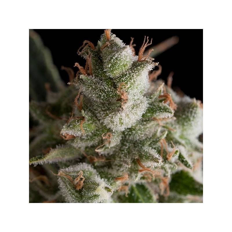 Fresh Candy Feminizada de Pyramid Seeds