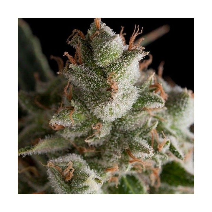 Fresh Candy Feminizada de Pyramid Seeds
