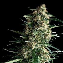 Galaxy Feminizada de Pyramid Seeds