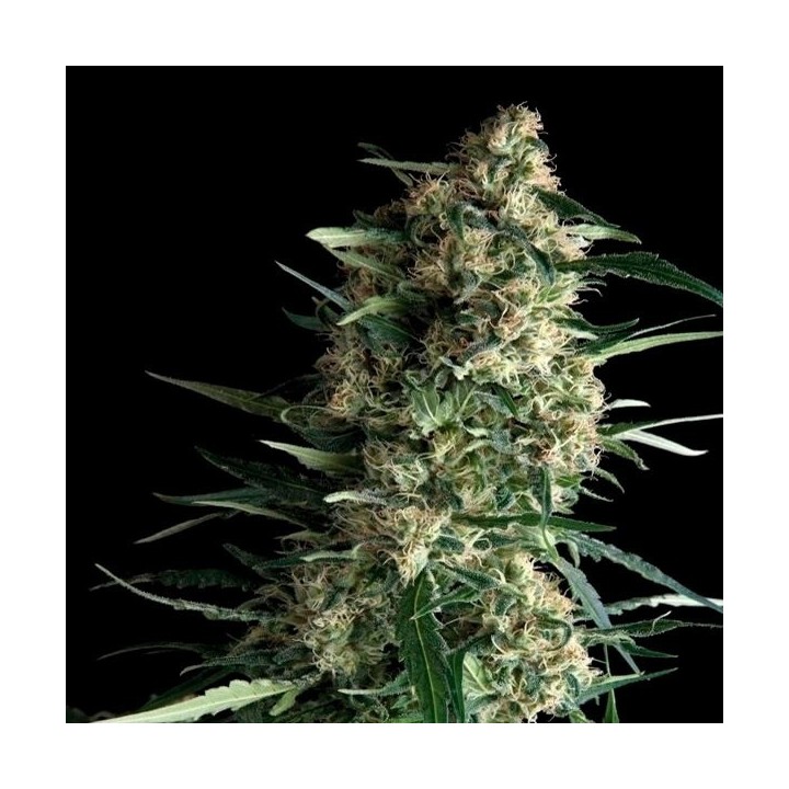 Galaxy Feminizada de Pyramid Seeds