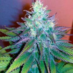 Mataro Blue CBD Feminizada de Kannabia Seeds