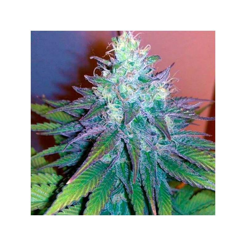 Mataro Blue CBD Feminizada de Kannabia Seeds Mataro Blue CBD Feminizada de Kannabia Seeds