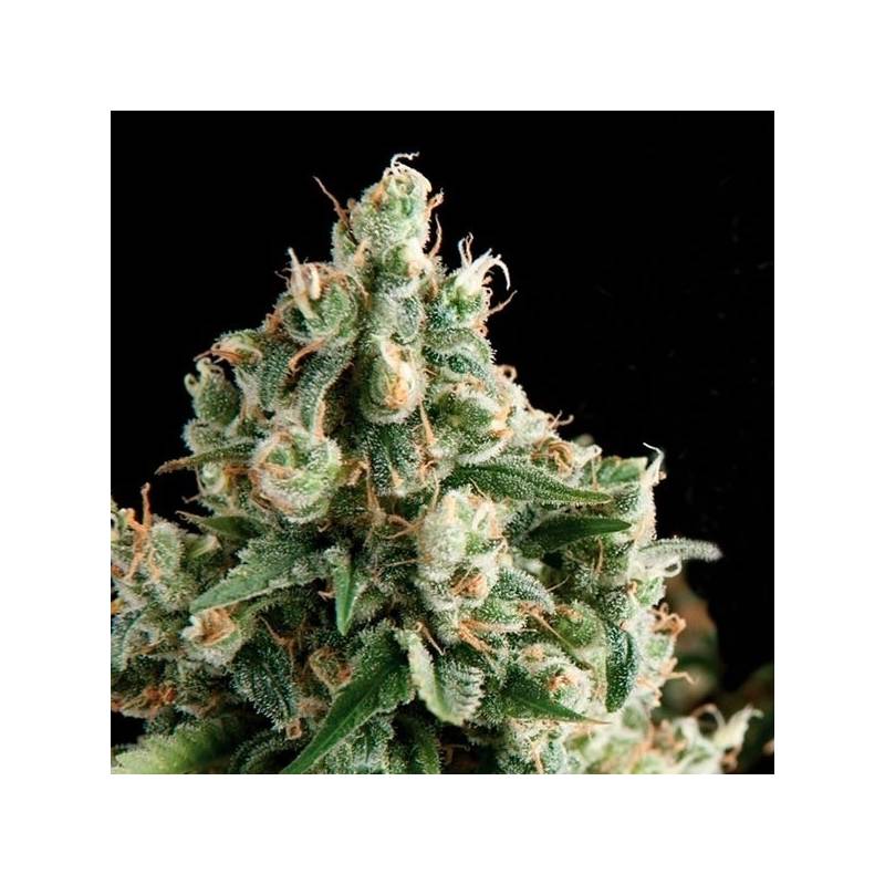 Lennon Feminizada de Pyramid Seeds Lennon Feminizada de Pyramid Seeds