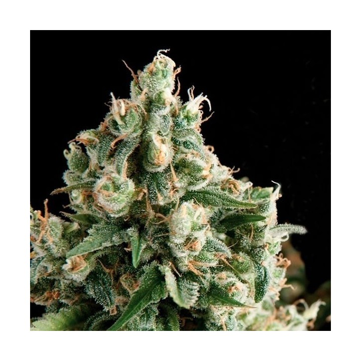 Lennon Feminizada de Pyramid Seeds