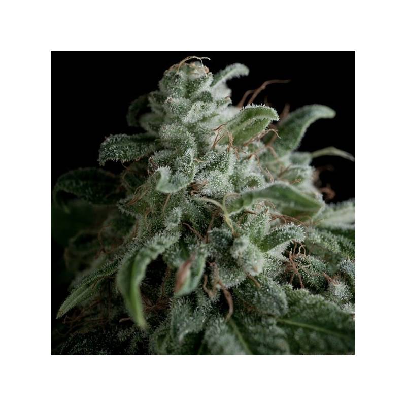 Nefertiti Feminizada de Pyramid Seeds