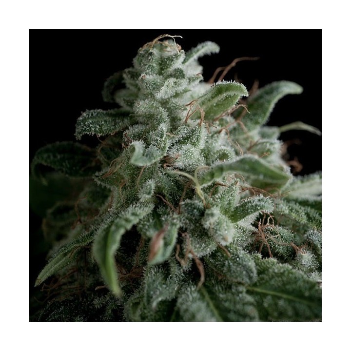 Nefertiti Feminizada de Pyramid Seeds