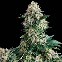 New York City Feminizada de Pyramid Seeds