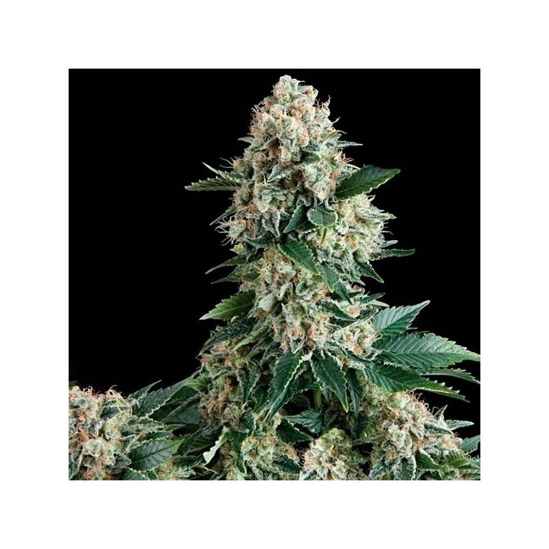 New York City Feminizada de Pyramid Seeds