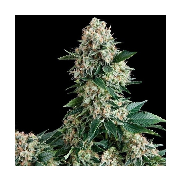 New York City Feminizada de Pyramid Seeds