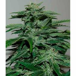 Northern Lights Feminizada de Pyramid Seeds