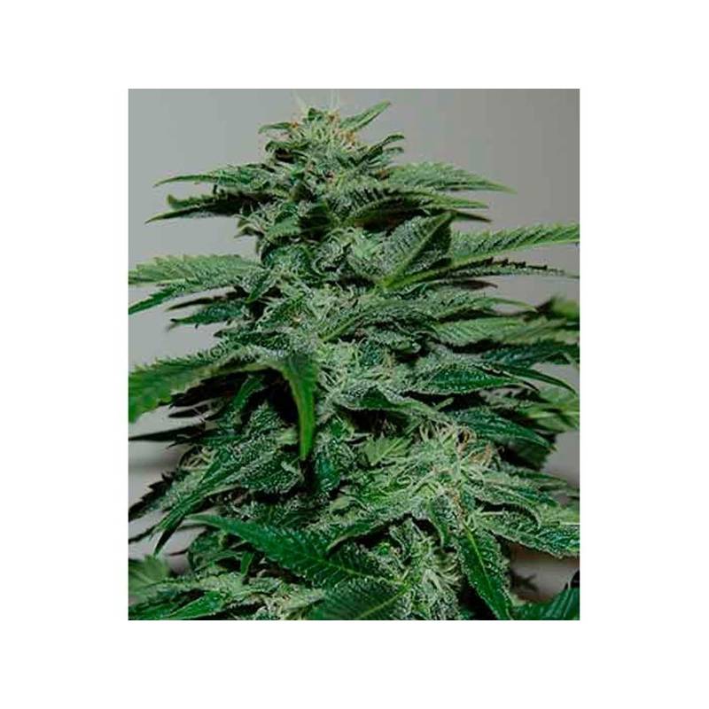 Northern Lights Feminizada de Pyramid Seeds