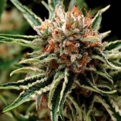 Shark Feminizada de Pyramid Seeds