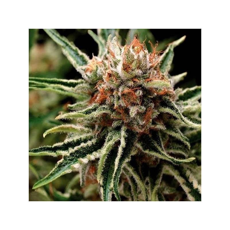 Shark Feminizada de Pyramid Seeds