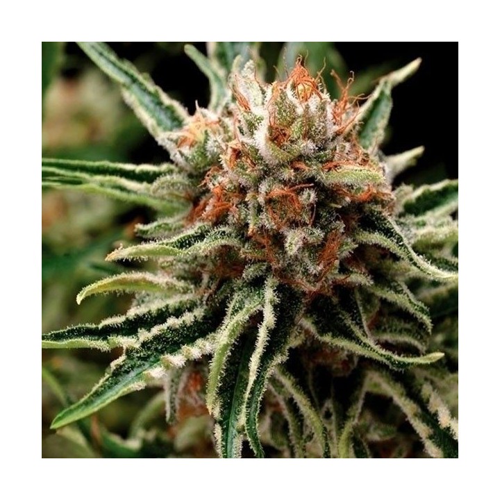 Shark Feminizada de Pyramid Seeds