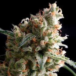 Super Hash Feminizada de Pyramid Seeds