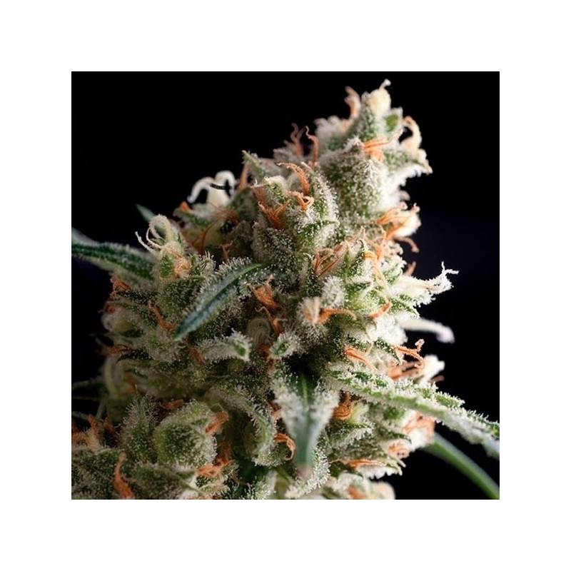 Super Hash Feminizada de Pyramid Seeds