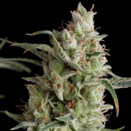 Super Og Kusk Feminizada de Pyramid Seeds