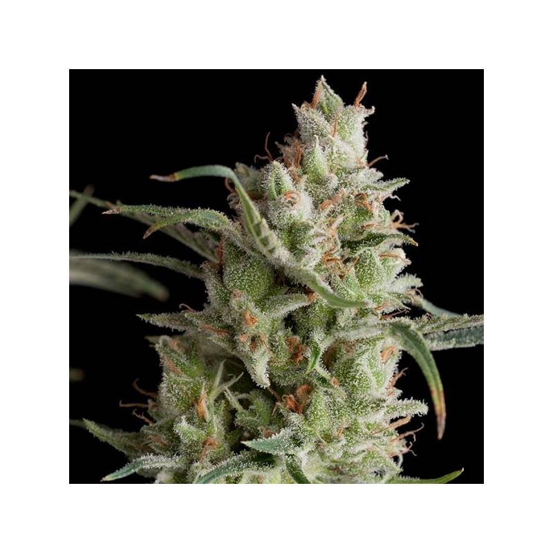 Super Og Kusk Feminizada de Pyramid Seeds Super Og Kusk Feminizada de Pyramid Seeds
