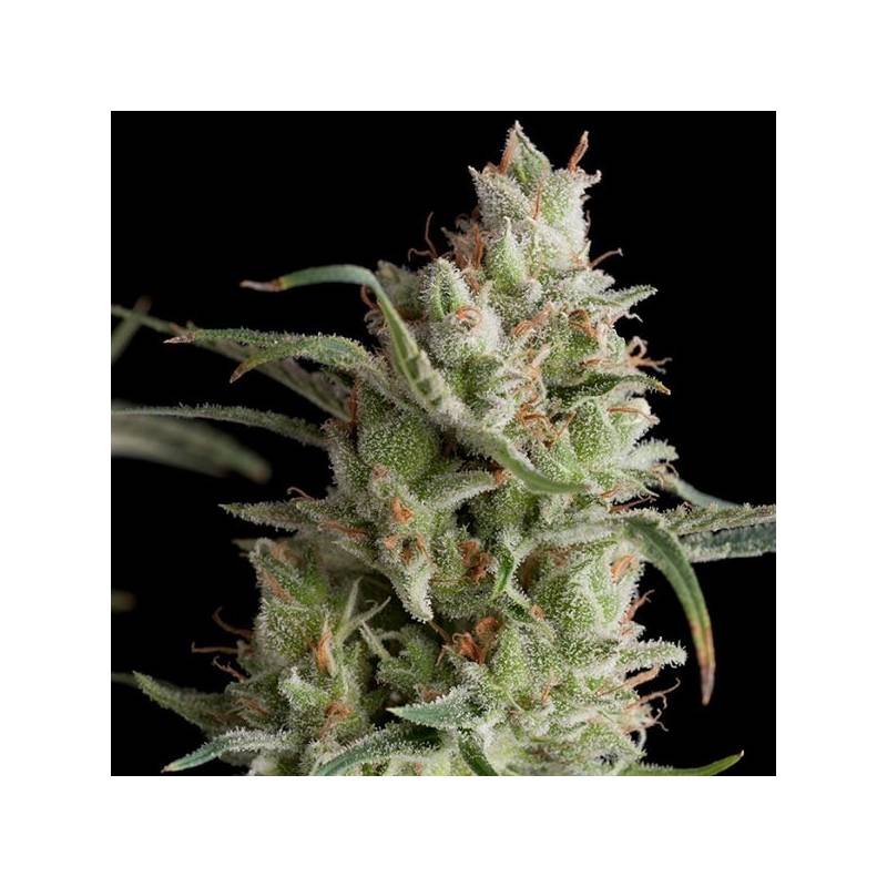 Super Og Kusk Feminizada de Pyramid Seeds