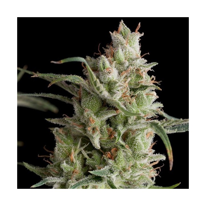 Super Og Kusk Feminizada de Pyramid Seeds