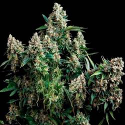 Tutankhamon Feminizada de Pyramid Seeds