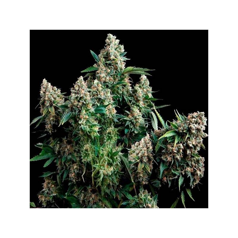 Tutankhamon Feminizada de Pyramid Seeds