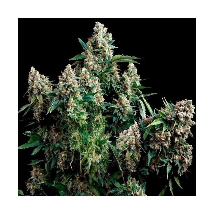 Tutankhamon Feminizada de Pyramid Seeds
