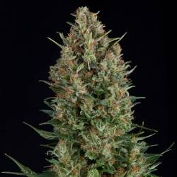 Wembley Feminizada de Pyramid Seeds