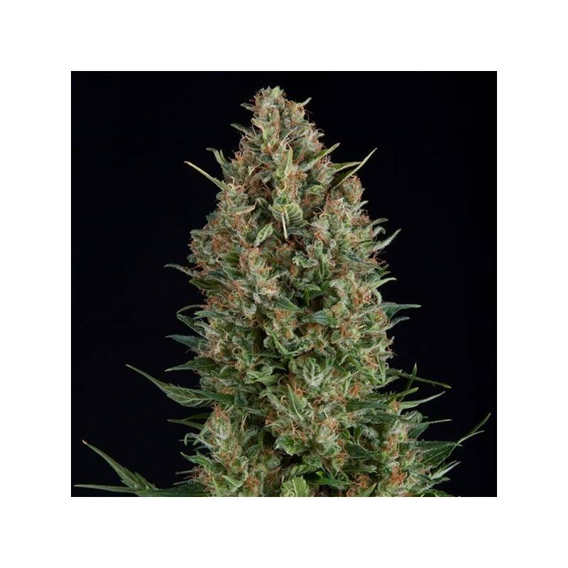 Wembley Feminizada de Pyramid Seeds Wembley Feminizada de Pyramid Seeds