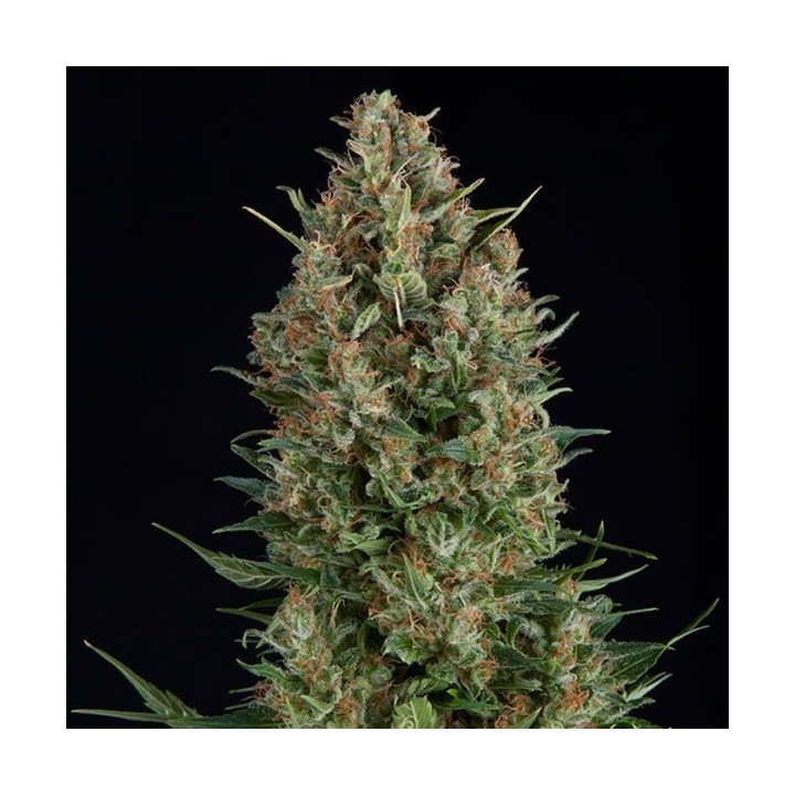Wembley Feminizada de Pyramid Seeds