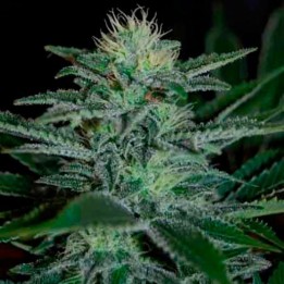 White Widow Feminizada de Pyramid Seeds