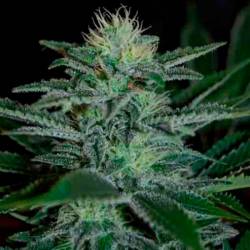 White Widow Feminizada de Pyramid Seeds