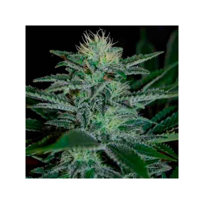 White Widow Feminizada de Pyramid Seeds