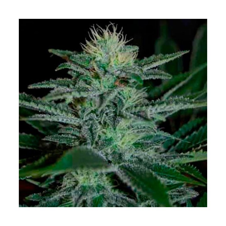 White Widow Feminizada de Pyramid Seeds