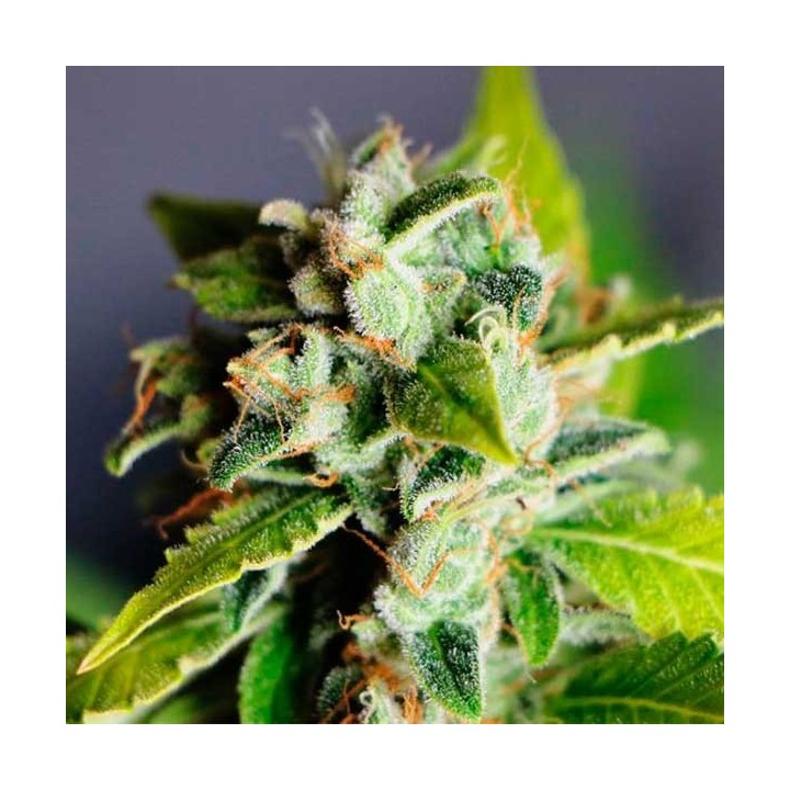 Mikromachine Autofloreciente Feminizada de Kannabia Seeds