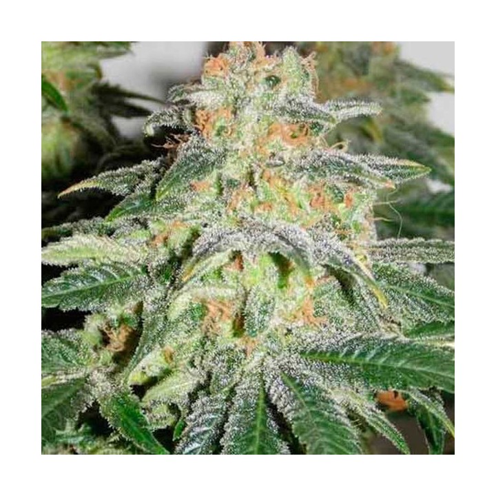 Russian Doll Feminizada de Kannabia Seeds