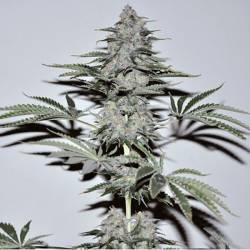 Banana Joint Feminizada de Elite Seeds