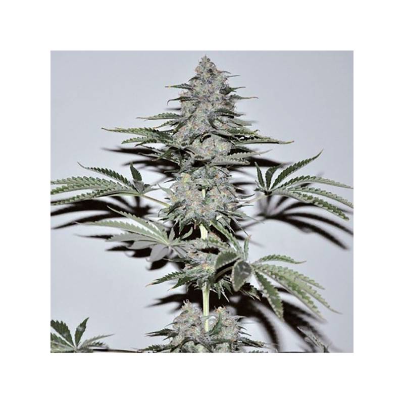 Banana Joint Feminizada de Elite Seeds