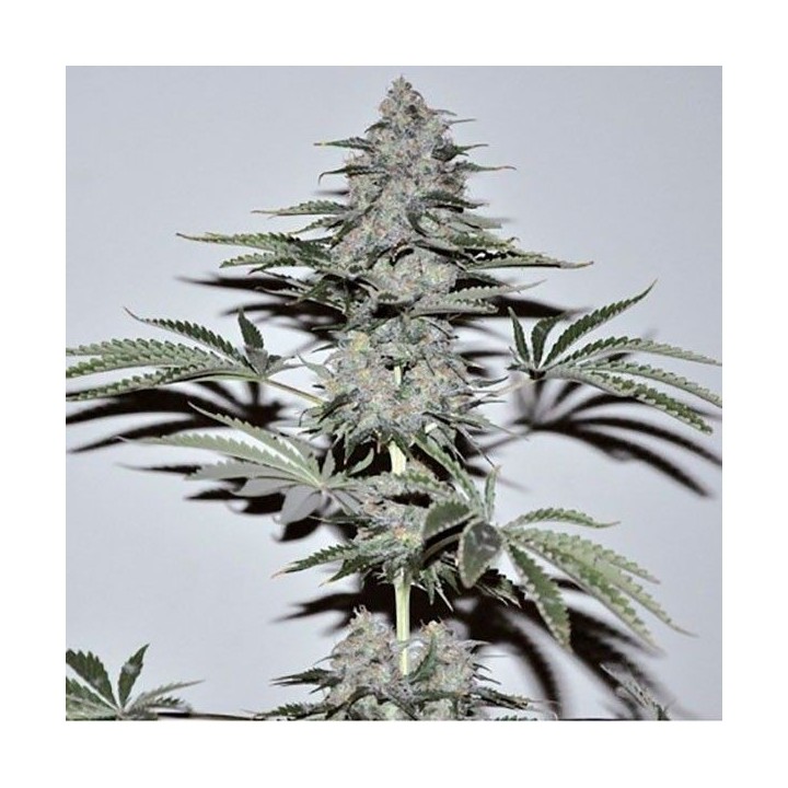 Banana Joint Feminizada de Elite Seeds