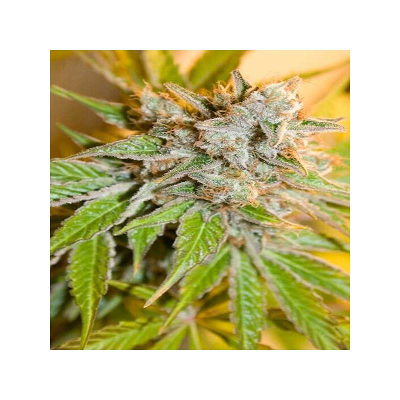 Speedy Boom Autofloreciente Feminizada de Kannabia Seeds