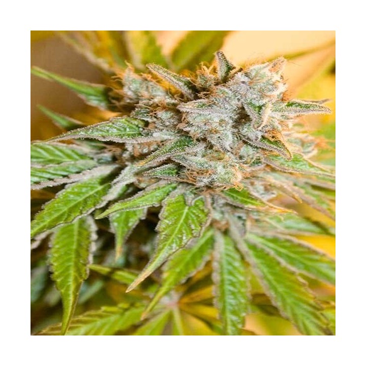 Speedy Boom Autofloreciente Feminizada de Kannabia Seeds