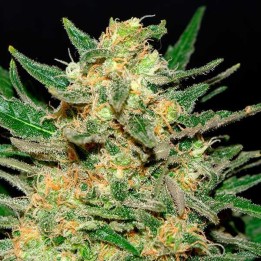 Thai Fantasy Feminizada de Kannabia Seeds
