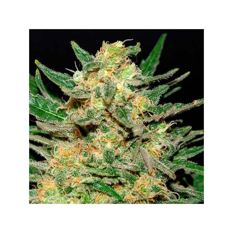 Thai Fantasy Feminizada de Kannabia Seeds