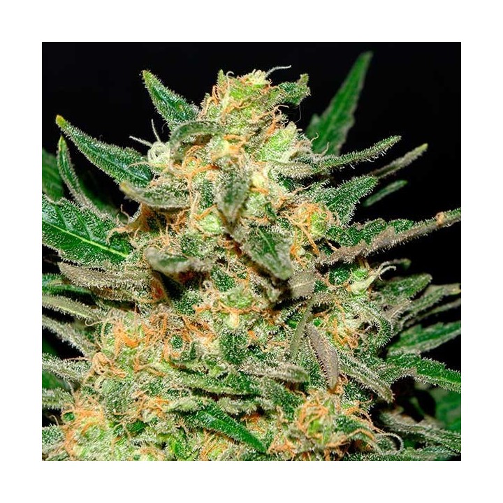 Thai Fantasy Feminizada de Kannabia Seeds