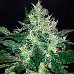 White Domina Feminizada de Kannabia Seeds