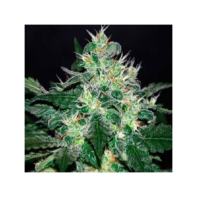 White Domina Feminizada de Kannabia Seeds