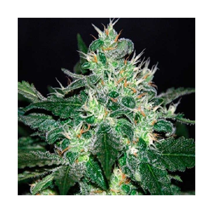 White Domina Feminizada de Kannabia Seeds