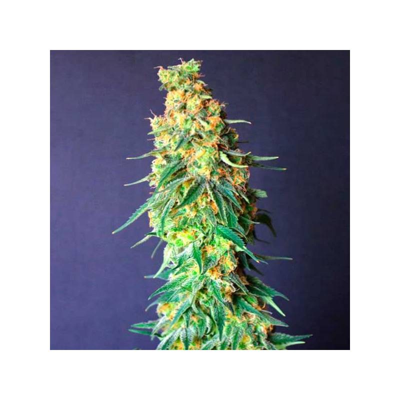 White Domina CBD Feminizada de Kannabia Seeds